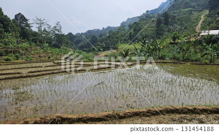 A scenic rice paddy on a terraced slope with young rice plants growing in waterlogged soil, surrounded by large rocks, greenery, and a small wooden hut. A scenic rice paddy on a terraced slope with young rice plants growing in waterlogged soil, surrounded by large rocks, greenery, and a small wooden hut. 131454188