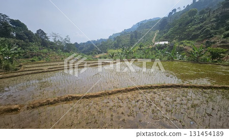 A scenic rice paddy on a terraced slope with young rice plants growing in waterlogged soil, surrounded by large rocks, greenery, and a small wooden hut. A scenic rice paddy on a terraced slope with young rice plants growing in waterlogged soil, surrounded by large rocks, greenery, and a small wooden hut. 131454189