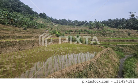A scenic rice paddy on a terraced slope with young rice plants growing in waterlogged soil, surrounded by large rocks, greenery, and a small wooden hut. A scenic rice paddy on a terraced slope with young rice plants growing in waterlogged soil, surrounded by large rocks, greenery, and a small wooden hut. 131454191