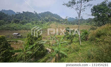 A scenic rice paddy on a terraced slope with young rice plants growing in waterlogged soil, surrounded by large rocks, greenery, and a small wooden hut. A scenic rice paddy on a terraced slope with young rice plants growing in waterlogged soil, surrounded by large rocks, greenery, and a small wooden hut. 131454281