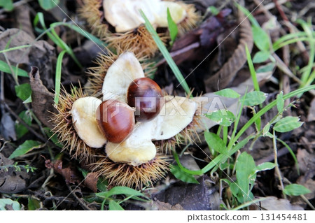 Fallen chestnuts on the ground Fallen chestnuts on the ground 131454481