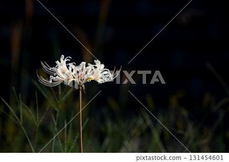 White red spider lilies growing on a black background 131454601