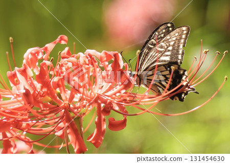 吮紅色群孤挺花的花蜜的Swallowtail蝴蝶 131454630