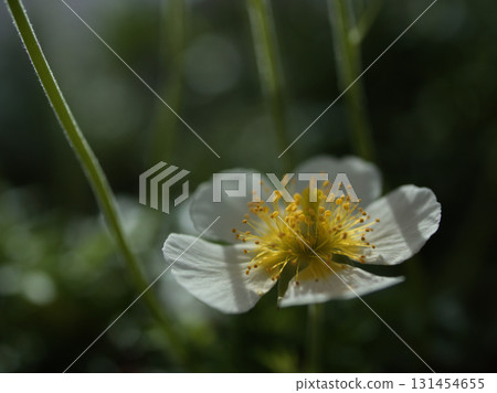 The lovely white flowers of the Aleutiana that bloomed in May 131454655