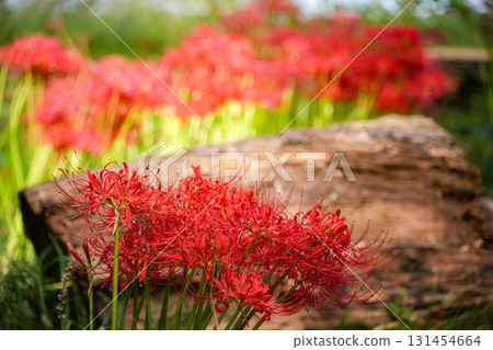 Cluster amaryllis 131454664