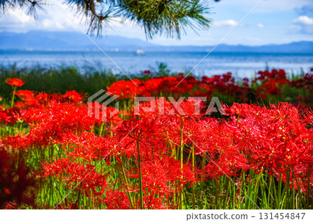 群集孤挺花 131454847