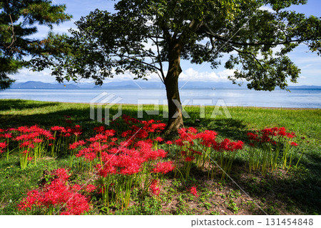 群集孤挺花 131454848