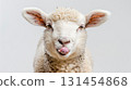 Funny young sheep or lamb close up banner, showing her tongue white background 131454868