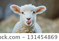 Funny young sheep or lamb close up banner, showing her tongue blurred farm background 131454869