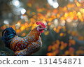 Close up of beautiful chicken, with detailed feathers,shot in nature with beautiful bokeh, selective focus 131454871