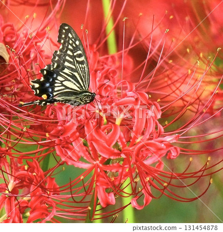 A group of swallowtail butterflies sucking nectar from red spider lilies A group of swallowtail butterflies sucking nectar from red spider lilies 131454878