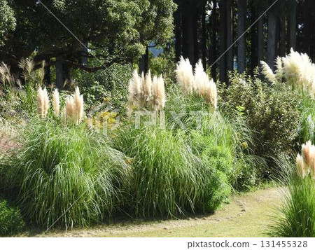 Pampas grass, a large perennial plant of the grass family Pampas grass, a large perennial plant of the grass family 131455328