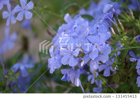 澆水後紫色花瓣的白花草的特寫 131455413