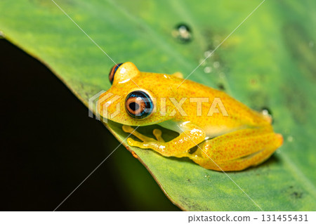 Boophis picturatus, juvenile, Ranomafana National Park, Madagascar wildlife Boophis picturatus, juvenile, Ranomafana National Park, Madagascar wildlife 131455431