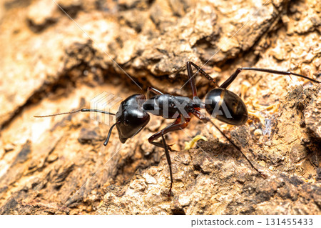 Carpenter ants, Camponotus gibber., Ambalavao, Madagascar wildlife 131455433
