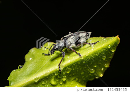 Fungus weevil, Tophoderes annulatus, Ranomafana National Park, Madagascar wildlife 131455435
