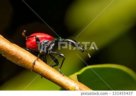 Female of Giraffe Weevil, Trachelophorus Giraffa, Ranomafana, Madagascar Female of Giraffe Weevil, Trachelophorus Giraffa, Ranomafana, Madagascar 131455437