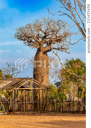 Colossal Grandidiers baobab (Adansonia grandidieri), Kivalo, Madagascar Colossal Grandidiers baobab (Adansonia grandidieri), Kivalo, Madagascar 131455439