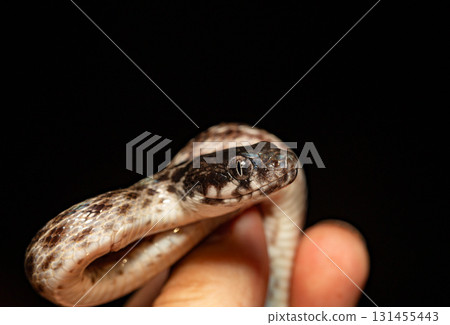 Malagasy Cat-eyed Snake, Madagascarophis colubrinus, Miandrivazo Madagascar wildlife 131455443