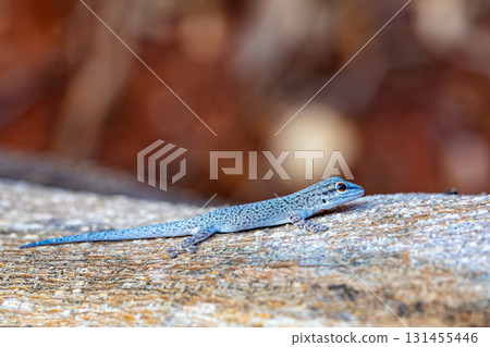 Thicktail day gecko, Phelsuma mutabilis, Miandrivazo, Madagascar 131455446
