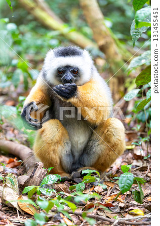 Lemur Diademed Sifaka, Propithecus diadema, Madagascar wildlife Lemur Diademed Sifaka, Propithecus diadema, Madagascar wildlife 131455451