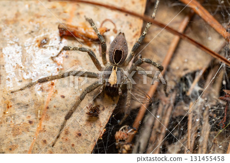 Wolf Spider (Lycosidae), Andasibe, Madagascar wildlife Wolf Spider (Lycosidae), Andasibe, Madagascar wildlife 131455458