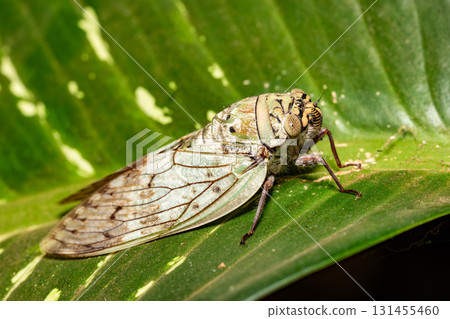 Yanga heathi, Cicada Tsingy de Bemaraha, Madagascar wildlife 131455460