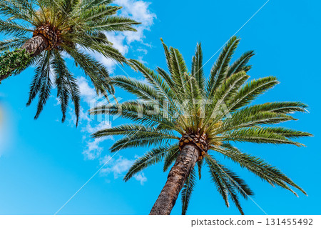 palm trees against blue sky 131455492