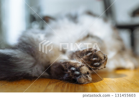 fluffy cute cat paws, close-up rear view fluffy cute cat paws, close-up rear view 131455603