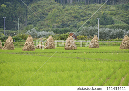 拍攝北海道上之國市秋季堆積如山的稻米 131455611
