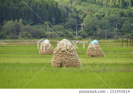 拍攝北海道上之國市秋季堆積如山的稻米 拍攝北海道上之國市秋季堆積如山的稻米 131455614