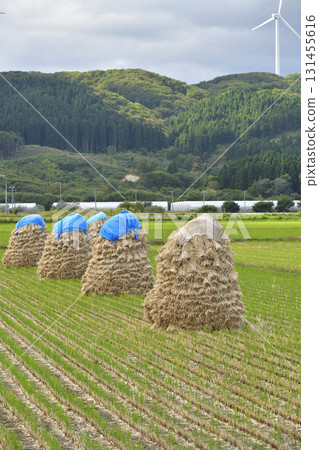 Photographing rice piling up in autumn in Kaminokuni, Hokkaido 131455616