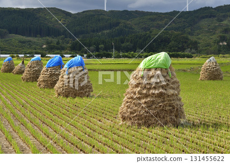 拍攝北海道上之國市秋季堆積如山的稻米 131455622