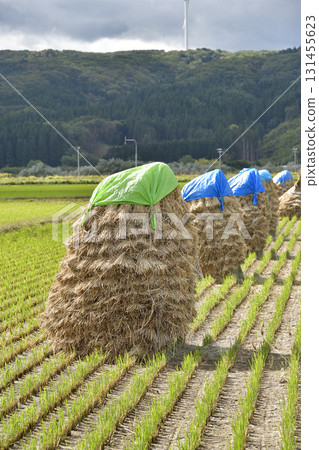 Photographing rice piling up in autumn in Kaminokuni, Hokkaido Photographing rice piling up in autumn in Kaminokuni, Hokkaido 131455623