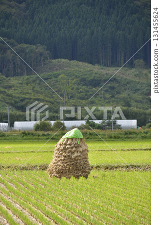 Photographing rice piling up in autumn in Kaminokuni, Hokkaido 131455624