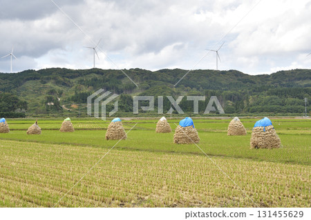 拍攝北海道上之國市秋季堆積如山的稻米 131455629