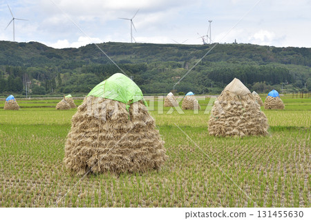 拍攝北海道上之國市秋季堆積如山的稻米 131455630