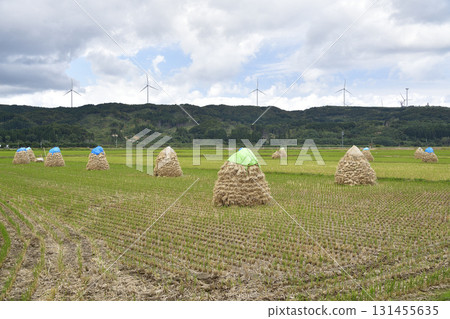 拍攝北海道上之國市秋季堆積如山的稻米 131455635