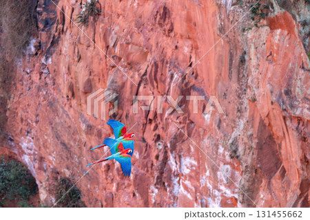 Red-and-green macaw (Ara chloropterus) in flight. Buraco das Araras, Mato Grosso do Sul. Brazil. Brazilian wildlife birdwatching. Red-and-green macaw (Ara chloropterus) in flight. Buraco das Araras, Mato Grosso do Sul. Brazil. Brazilian wildlife birdwatching. 131455662