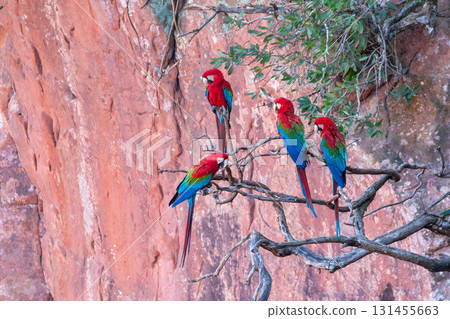 Red-and-green macaw (Ara chloropterus) in flight. Buraco das Araras, Mato Grosso do Sul. Brazil. Brazilian wildlife birdwatching. 131455663
