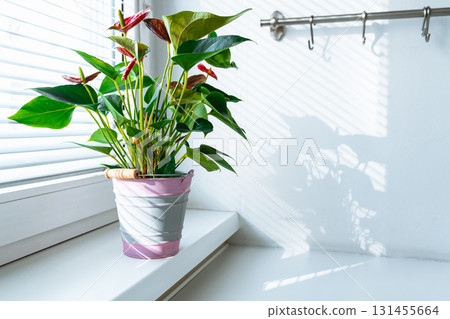 Houseplant anthurium in flowerpot on windowsill 131455664