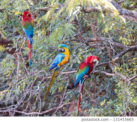 Red-and-green macaw (Ara chloropterus) in flight. Buraco das Araras, Mato Grosso do Sul. Brazil. Brazilian wildlife birdwatching. 131455665