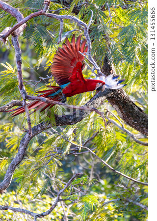 Red-and-green macaw (Ara chloropterus) in flight. Buraco das Araras, Mato Grosso do Sul. Brazil. Brazilian wildlife birdwatching. 131455666