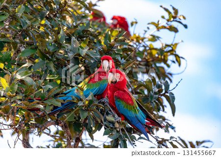 Red-and-green macaw (Ara chloropterus) in flight. Buraco das Araras, Mato Grosso do Sul. Brazil. Brazilian wildlife birdwatching. 131455667