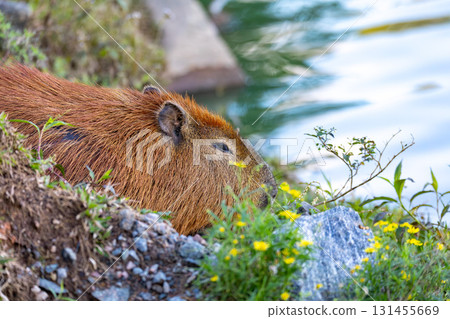 Capybara (Hydrochoerus hydrochaeris) in Barigui Park, Curitiba municipal park, Parana. Brazil. Brazilian wildlife. 131455669