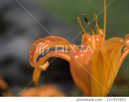 九月盛開的美麗橙色萱草花 131455801