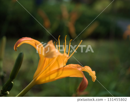 Beautiful orange daylily flowers blooming in September 131455802