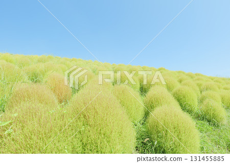 日立海濱公園的藜蘆花在晴朗的秋天開始變色 日立海濱公園的藜蘆花在晴朗的秋天開始變色 131455885