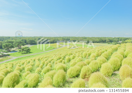 日立海濱公園的藜蘆花在晴朗的秋天開始變色 131455894