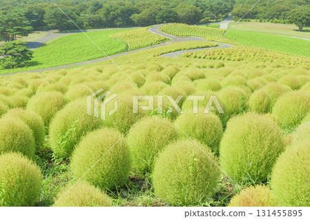 日立海濱公園的藜蘆花在晴朗的秋天開始變色 131455895